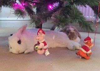 Lagolearn's tweet image. Day 21. Just chilling, waiting patiently for the gifts to arrive and hoping its something yummy from @SupremePet #adventcalendar #lagolearn