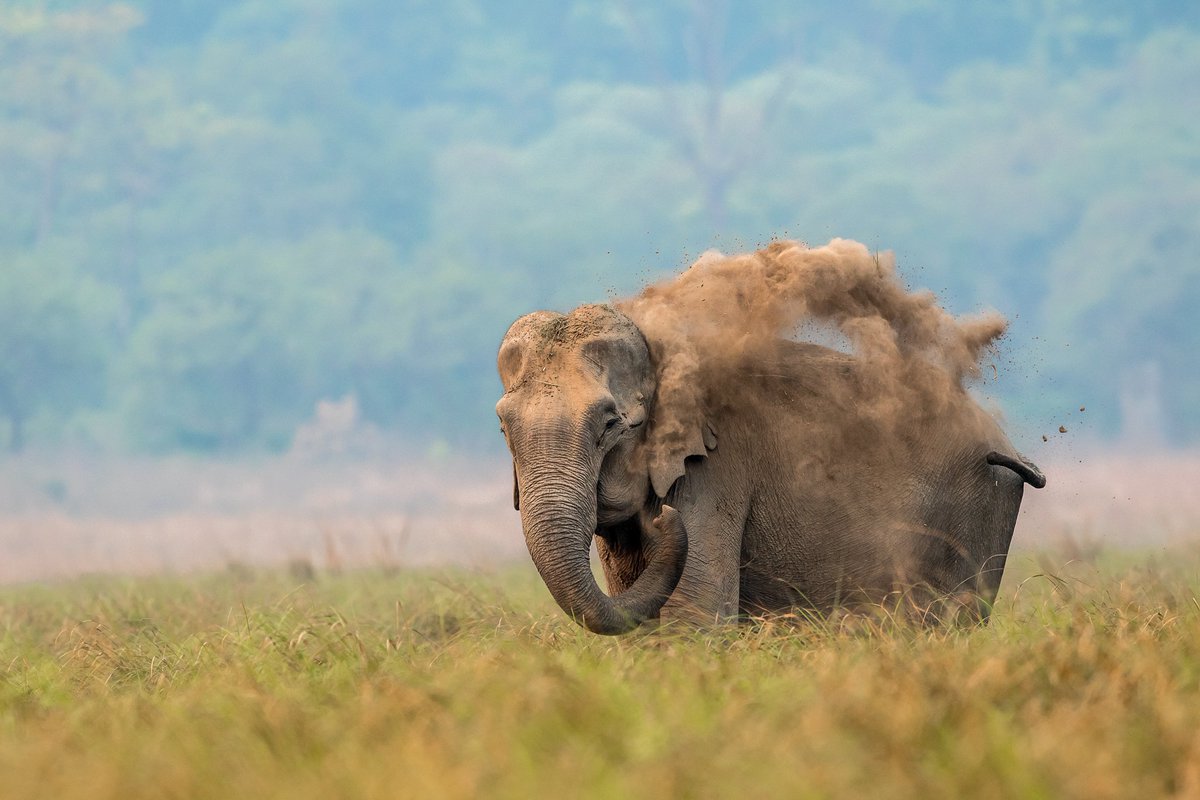 AdventureNcom's tweet image. #PhotooftheDay

Ganesh.N's click of an #Elephant having a mud bath was one of our finalists for #CaptureAdventure Photo Contest

#wildlife