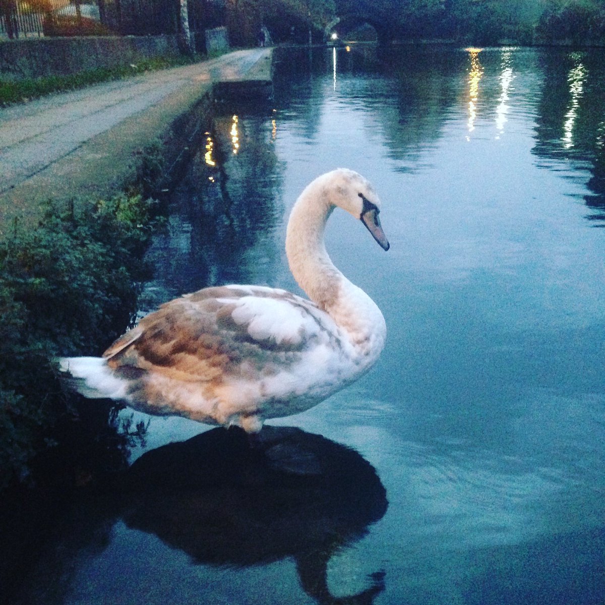 mallbeury's tweet photo. Loving being back in London for a couple of days, mornings are the best! #regentscanal @6amCLUB https://t.co/Yc7LNCGqxA