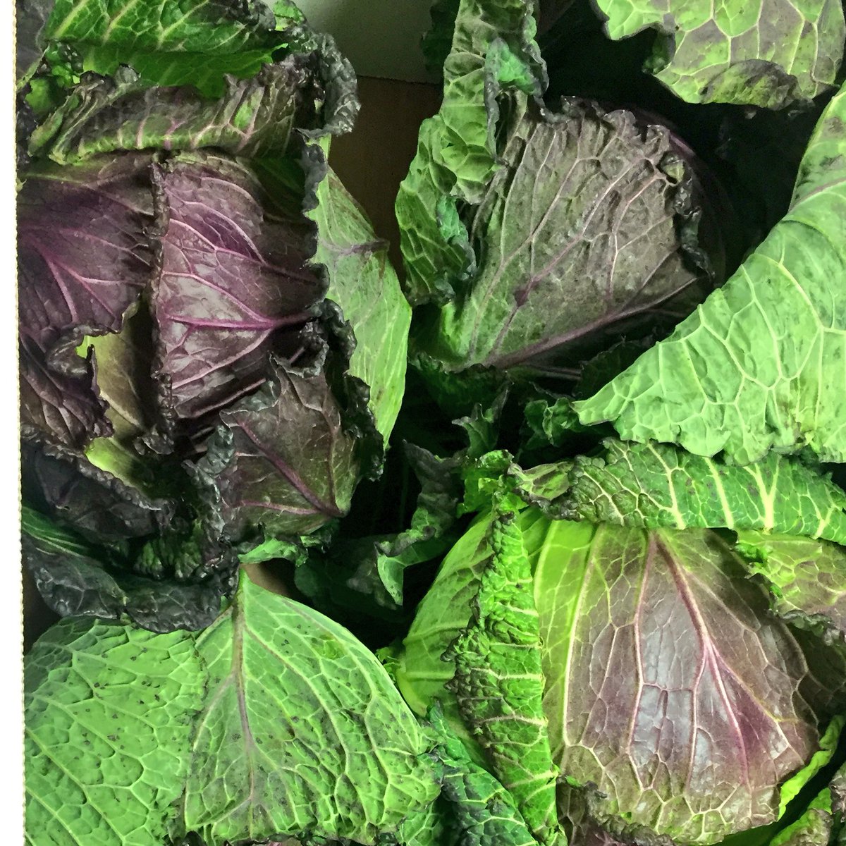 Great produce today <a href="/breadstkitchen/">Bread Street Kitchen</a> <a href="/MashPurveyors/">Mash Purveyors</a> #januarykingcabbage