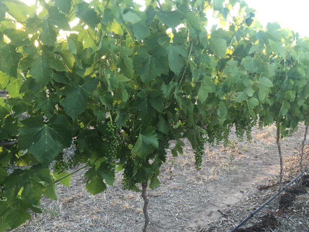 My 15 month old #shiraz vines carrying a nice crop 🍇🍷