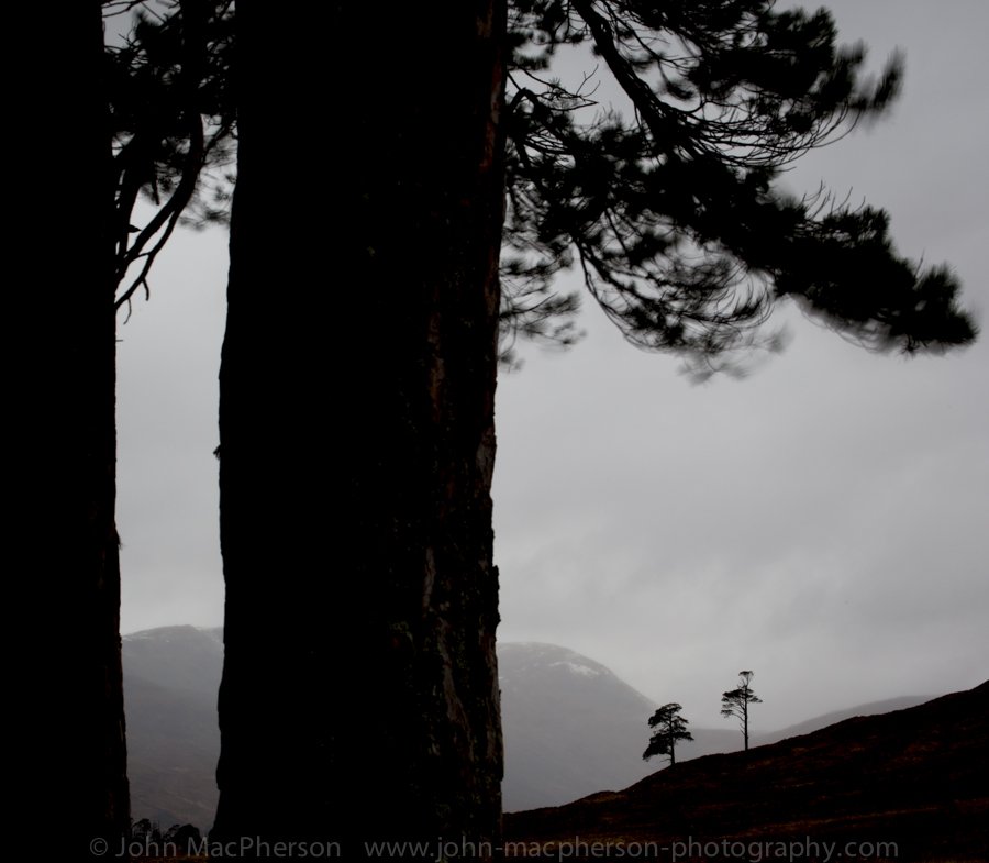 JohnWMacPherson's tweet photo. 1/5 11 months ago I took these for @WoodlandTrust & @ArkaigForest https://t.co/ob4AntCLxB
