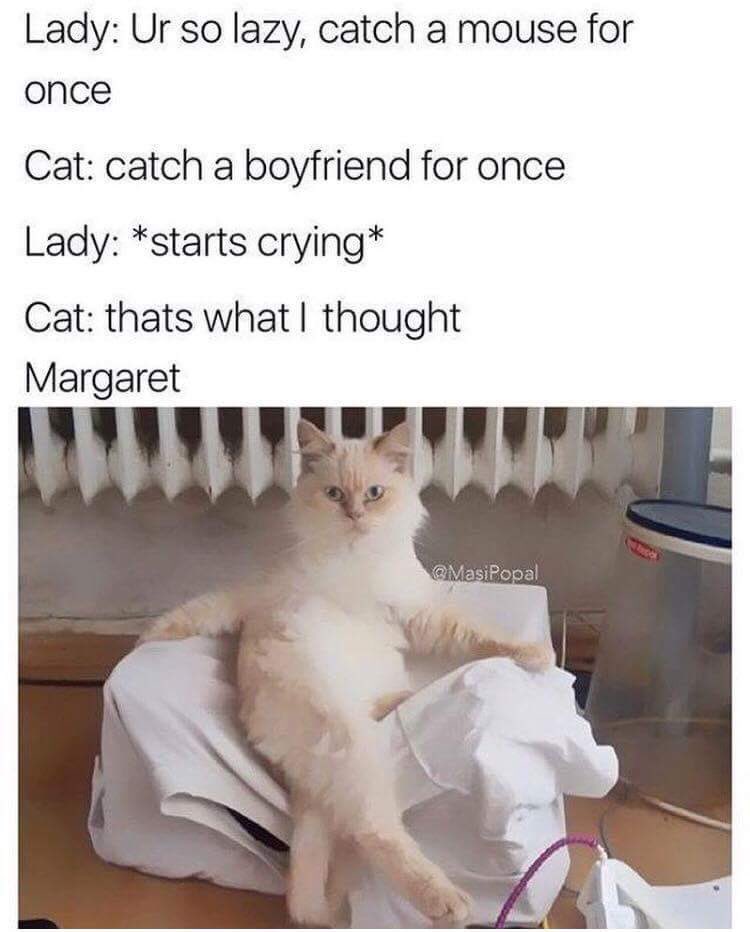 sassy cat meme