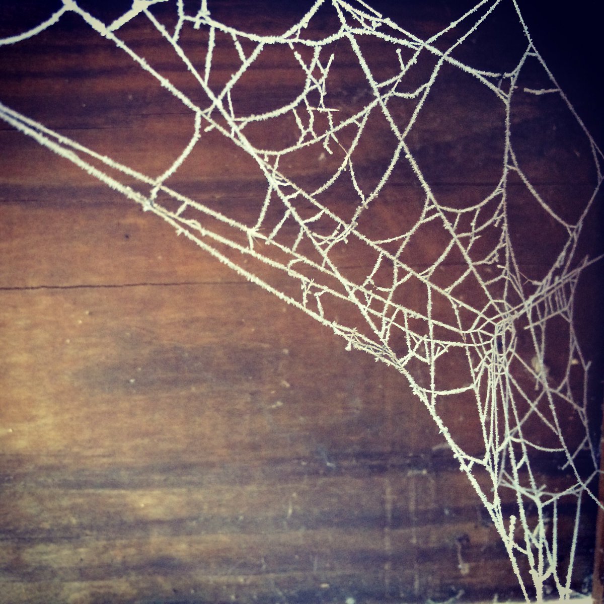 mrjordanrandom's tweet photo. Winter Spider Web! #frozen https://t.co/LKHA5OcE1E