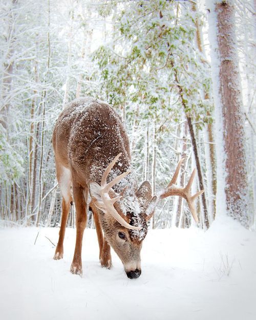 Carine_PATC's tweet photo. ❄️ Hello winter ❄️ https://t.co/TxxxZyFxDF