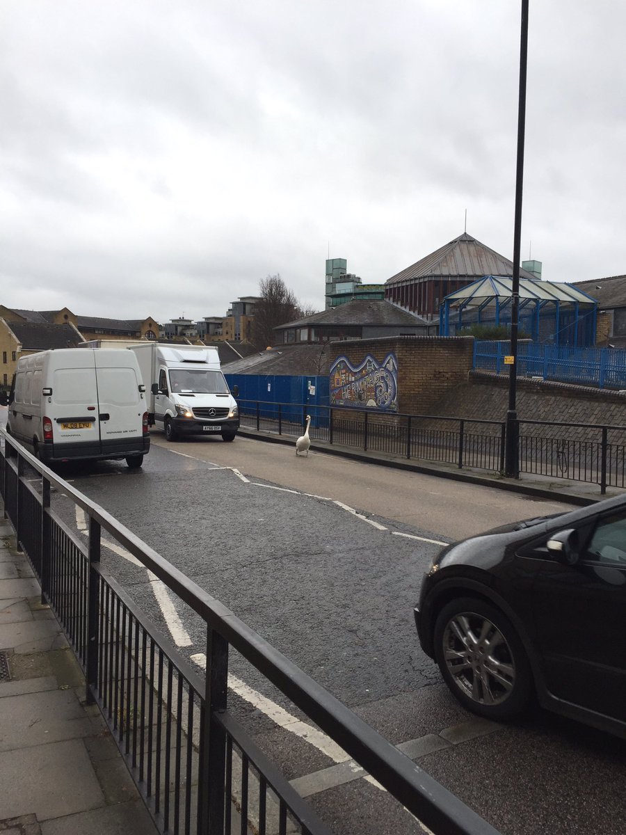 squeals's tweet image. Swan on the run causing congestion in wapping! @LoveWapping