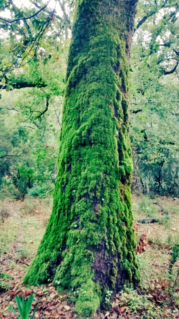 Agf_Acebo's tweet photo. Parque Natural de Los Alcornocales (Cádiz). https://t.co/dujQgzWe1G