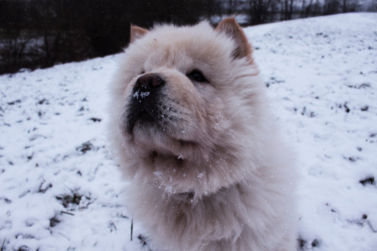 trobbu's tweet photo. Hab vorhin ein Bild von Cooper draußen gemacht! 🐻❄️ https://t.co/6gaiExPUR2