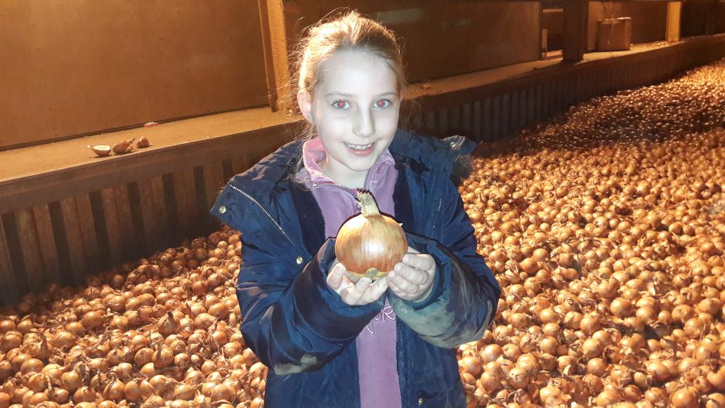 Kingston22W's tweet photo. Great for Rosie to learn about #Onions @jimt_farmer @AllpressF 
She said 'that was fun'
@BritishGrowers @Britishleeks @coostiebarrey https://t.co/vFAesKzTvH