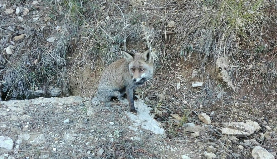 Agf_Acebo's tweet photo. Nos encontramos un zorro en Cazorla. https://t.co/2tgLywmznz