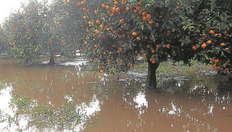 agfnl's tweet photo. Heftige regenval Spanje desastreus voor teelt bladgroenten en citrus
https://t.co/fhug7A8GCd https://t.co/wI8UXEZuAf