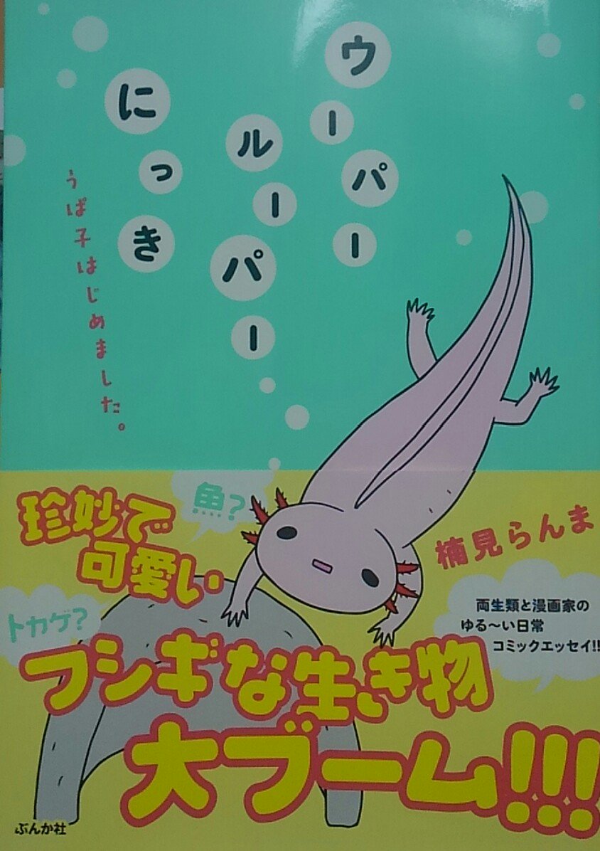 クスミ 楠見らんま 百合とかウーパールーパーとか Auf Twitter うぱ子だより01 毎週水曜に出せればいいな というふんわり４コマ まずはウーパールーパー うぱ子の自己紹介 うぱ子だより