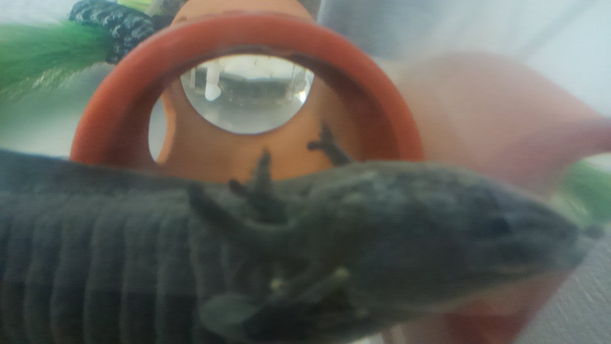 クスミ 楠見らんま 百合とかウーパールーパーとか Auf Twitter うぱ子だより01 毎週水曜に出せればいいな というふんわり４コマ まずはウーパールーパー うぱ子の自己紹介 うぱ子だより