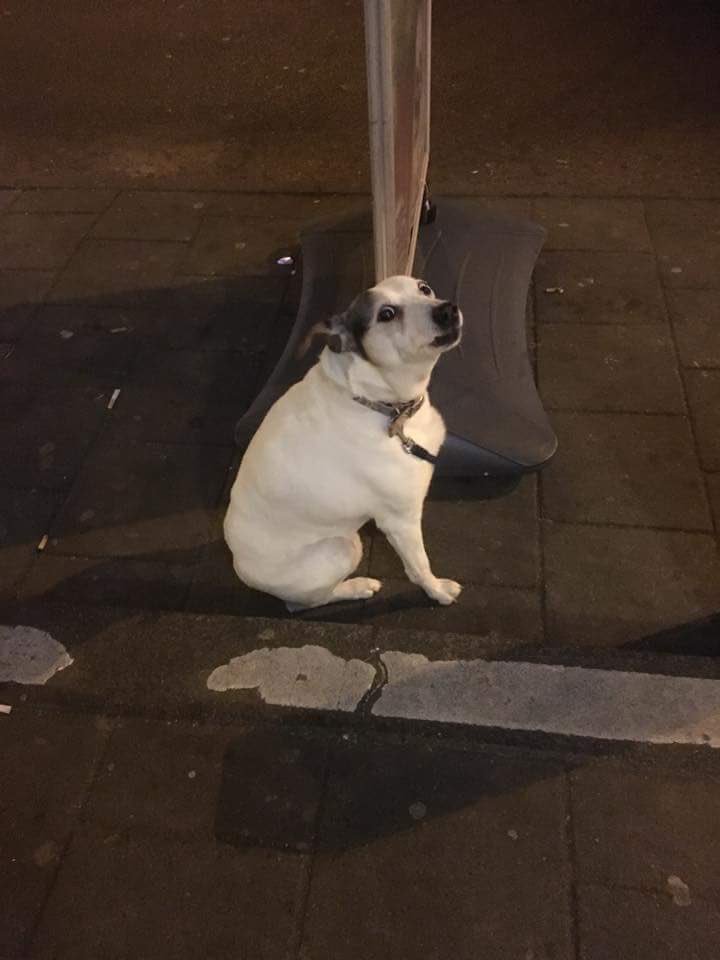 Dit hondje is gisteren achtergelaten bij mijn <a href="/JumboSupermarkt/">Jumbo Supermarkten</a>. #foei Hondje is meegenomen door #dierenambulance.