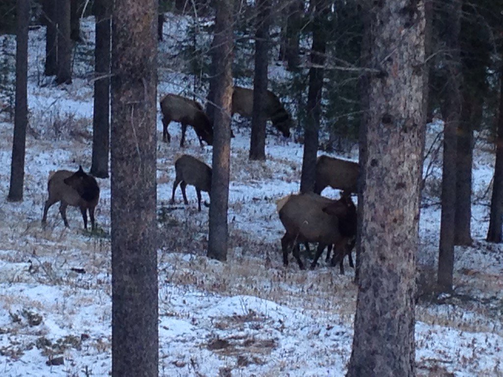 RainaBob's tweet photo. Neighbors stoping by for breakfast https://t.co/9L20OC7Wp4