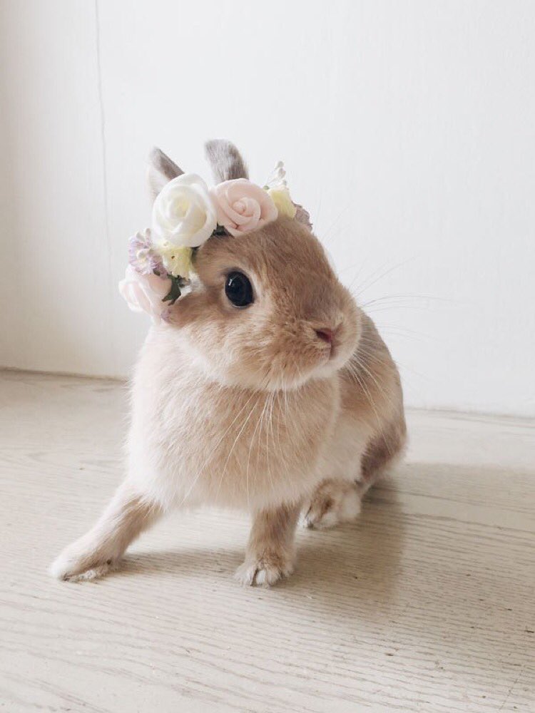 Momoko is ready for Seoul 💖💖💖🐰 thanks for her gift @swiftstryke 
And thank <a href="/menino_musica/">Lúcio 🐸</a> for watching my doggies until I get back 🐕🐕🐕🐕