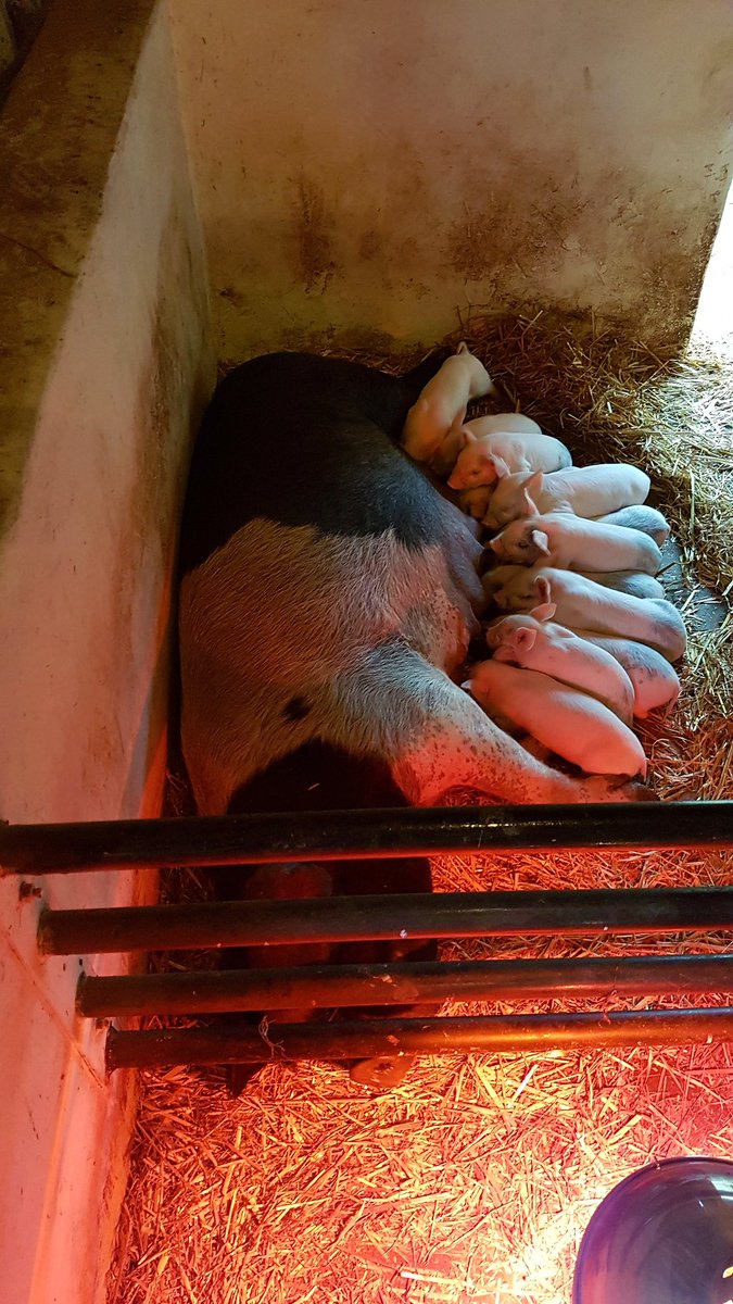 TCVSolent's tweet photo. We had a little trip up to @ManorFarmCP today to see all the animals including these gorgeous little piglets 😊🐷🐐 Well worth a visit! https://t.co/nVz1zvryIi