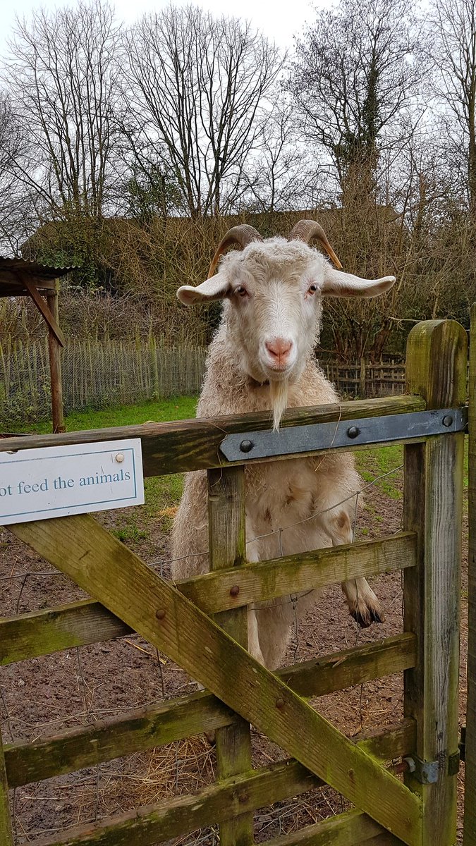 TCVSolent's tweet photo. We had a little trip up to @ManorFarmCP today to see all the animals including these gorgeous little piglets 😊🐷🐐 Well worth a visit! https://t.co/nVz1zvryIi