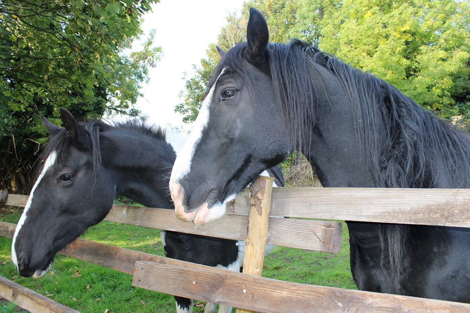 HopePastures tweet picture
