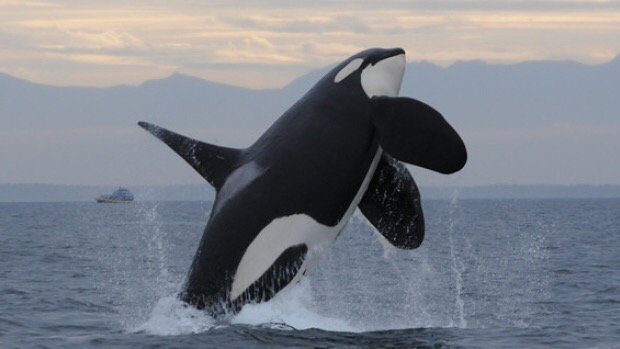jennapjoyce's tweet photo. Ottawa trying to limit impact of tanker traffic noise on endangered whales
https://t.co/3C23PcHSqW https://t.co/oYUrhnEyWC