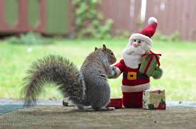 DirectSolarCare's tweet image. Are the backyard squirrels being naughty or nice? If they're crashing your Christmas, call for squirrel removal service  0800 088 6392