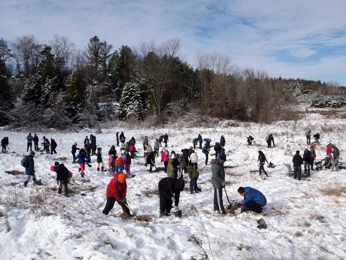 Learn more about how tree planting efforts have improved ecosystems from Windsor to TO: bit.ly/2hDUmSE #biodiversity #environment