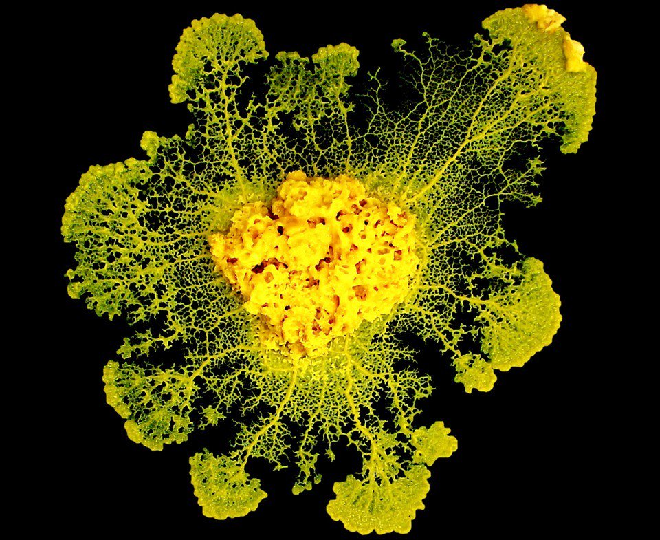 TheAtlantic's tweet image. A brainless slime that shares memories by fusing theatln.tc/2iebWMi