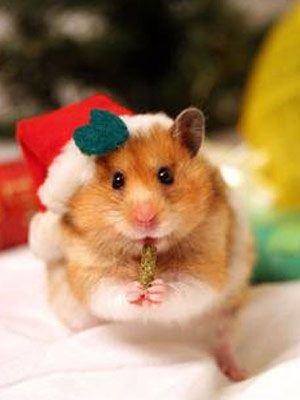 Feeling excited yet? We are! #festive #ChristmasWeek #Christmas #ChristmasHamster #hamster