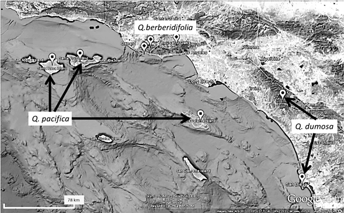 Botanical_'s tweet image. Clarifying the evolutionary origins &amp;amp; history of island scrub #oaks   bit.ly/2hQZliT #botany #geneflow