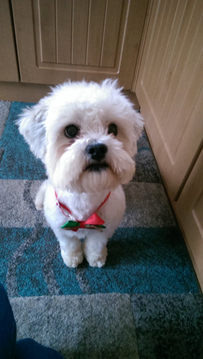 tinydino3's tweet photo. My little pup Marlie all ready for Christmas @Zoella @pointlessblog 🐶🎄🎁 https://t.co/KmsfbgkJbG