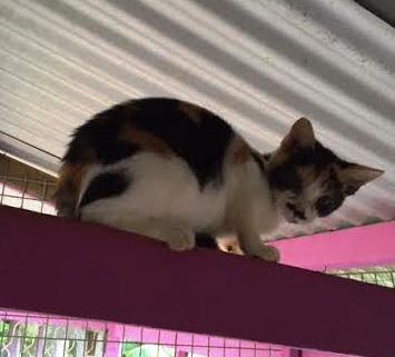 Adoptez_Moi's tweet photo. [971] On m'appelle Maxen ! Je suis une chatte de type européen.
Plus d'infos : https://t.co/3kwWM4p6D1 https://t.co/e24wTavQfQ