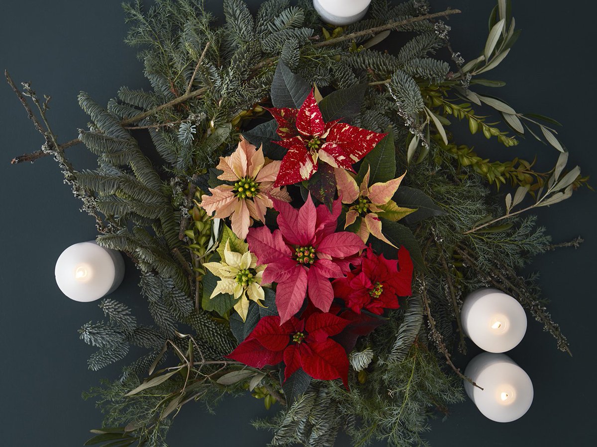 Met een mooie kerstkrans met Kerststerren heet je jouw bezoek een warm welkom in huis. Heb jij een kerstkrans hangen?