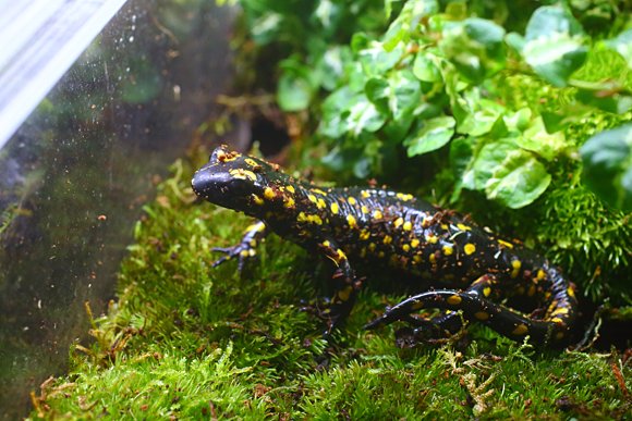 モレニカファイアサラマンダー