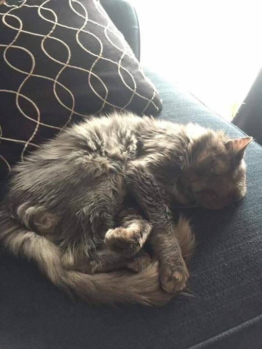 CrashsLanding's tweet image. Happy Adoption Tale: Handsome floof Grover chose his forever human in time for the holidays! #cats #AdoptDontShop #rescuecats Cute family!