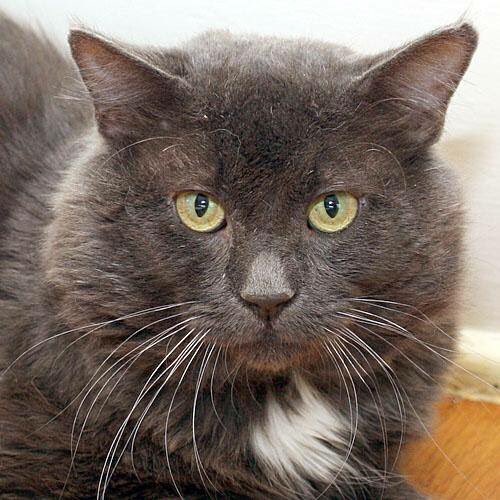 CrashsLanding's tweet image. Happy Adoption Tale: Handsome floof Grover chose his forever human in time for the holidays! #cats #AdoptDontShop #rescuecats Cute family!