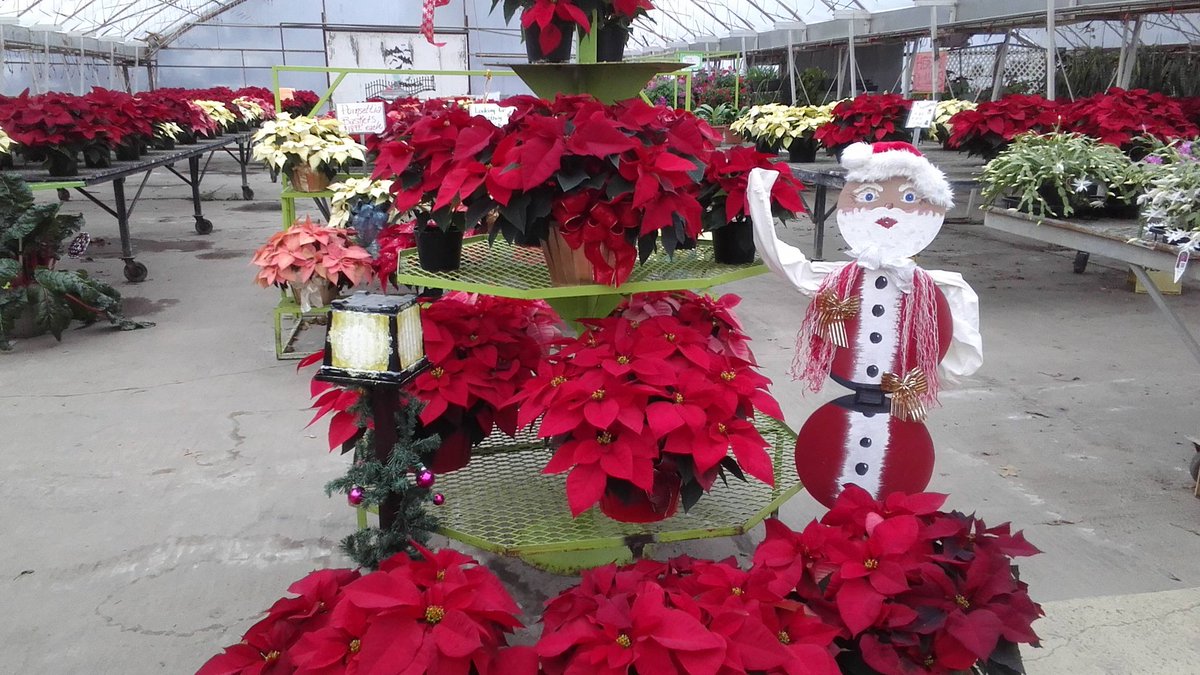 ParksRetail's tweet image. Poinsettias are buy one get one free! Come take advantage of this great sale! We will be closing for the season Thursday at 4pm!