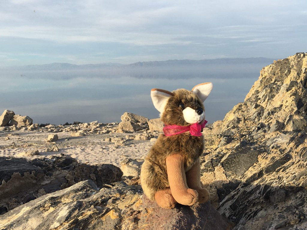 MuseumCoyote's tweet photo. Happy #wintersolstice everyone! Enjoy the first day of #winter &amp; the longest night of the year! #museumcoyote #desertadventures https://t.co/OqfOFauVB7