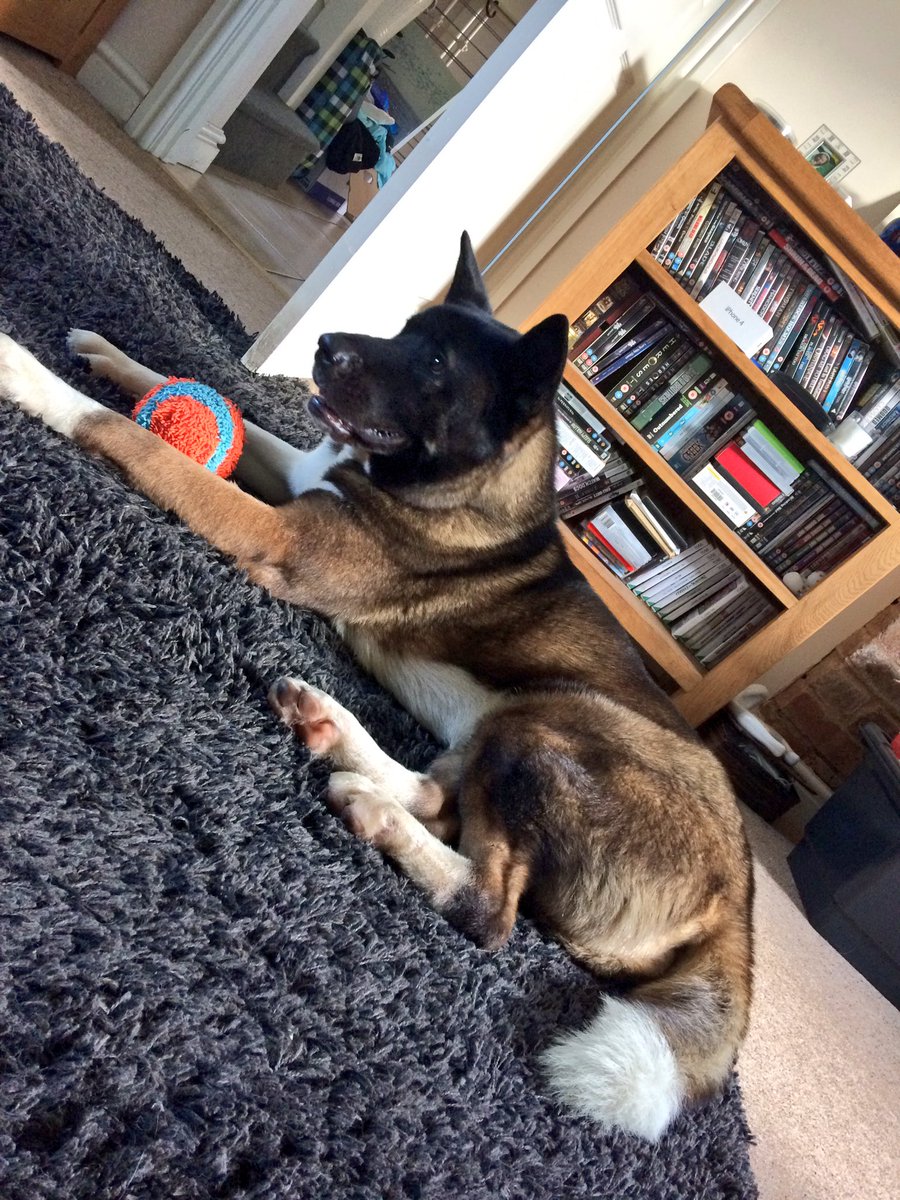 Jazipedia's tweet photo. #woofwoofwednesday just an excuse to upload a picture of my #dog https://t.co/KyG6BIKx5a