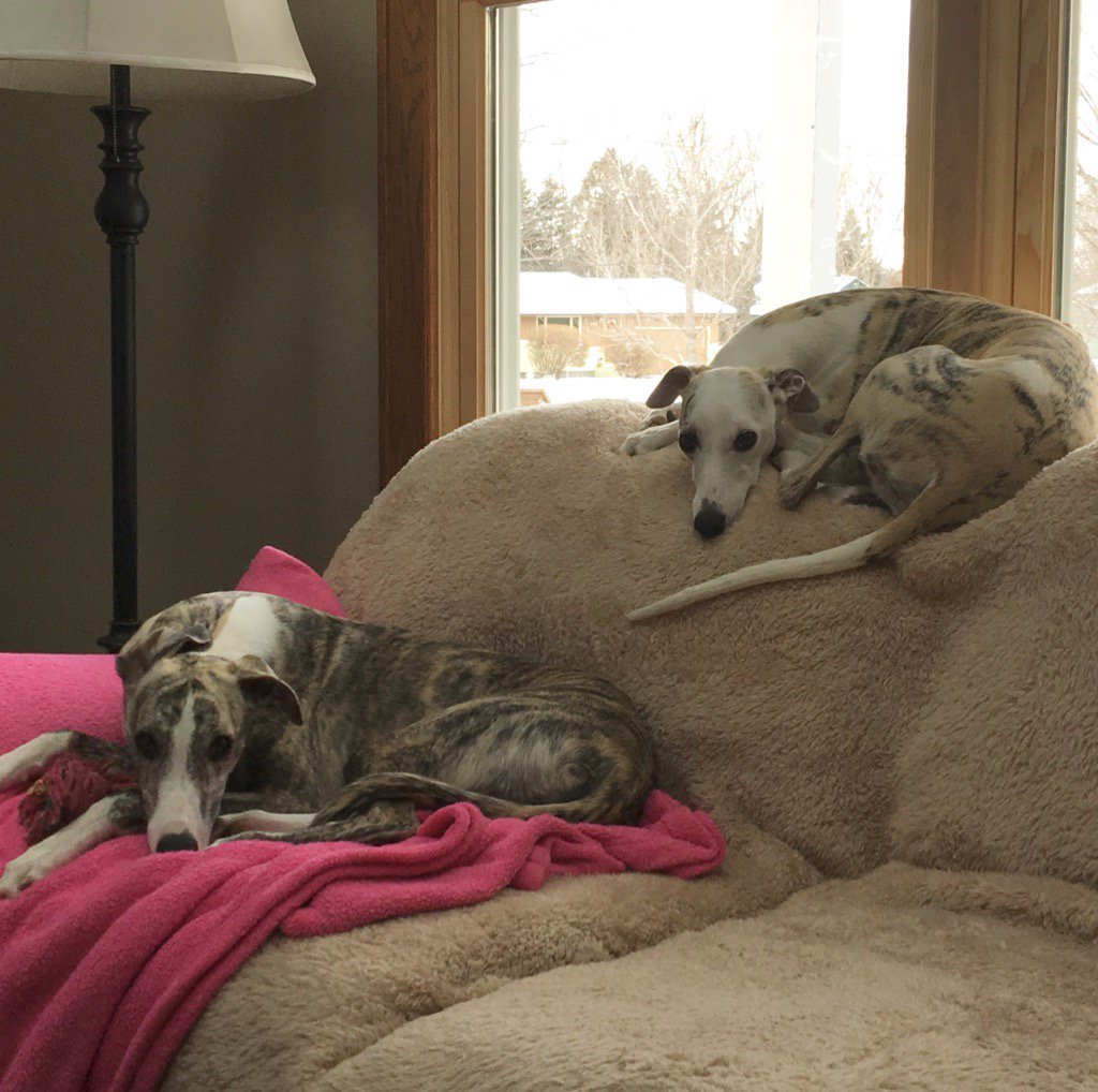 Steve_LeTourno's tweet image. Just another relaxing morning. #WhippetWednesday