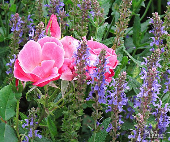 PlantAStar's tweet photo. We love this #PinkKnockOut & blue perennial salvia combo from @BHG! https://t.co/OtSoQZa9sp #rosechat #PlantAStar https://t.co/liujjJiSff