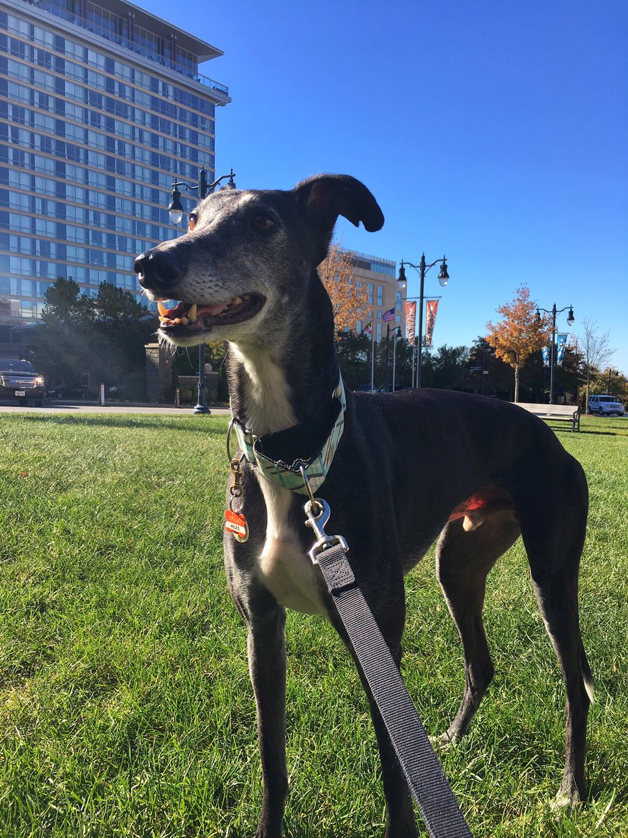 LifeWith_2Dogs's tweet photo. Quick Bio: I'm Miles! I'm a neutered, male, rescued retired racing greyhound. I'm 6yr/o and love chewies and the occasional quick sprint! https://t.co/29y7neHJ7U