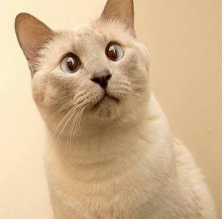 Tas brīdis,kad paziņo savam kaķim,ka šogad egle mājās nebūs:)