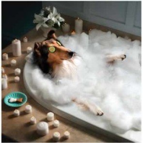 PSP_FL's tweet photo. Our groom room is open 7 days a week for your convenience! Get a frequent grooming card &amp; get the 6th one 1/2 off! https://t.co/w38hpKNyt6