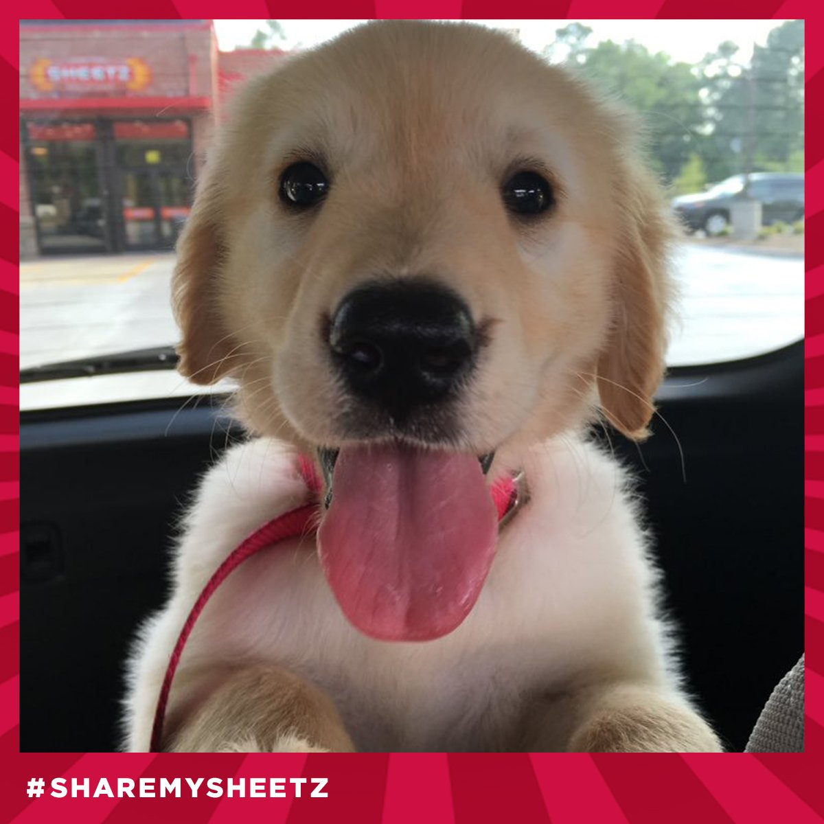 When times get ruff, #SheetzRun!

Looks like you've got the perfect #SheetzRunBestie, @Admiral_Whipple!