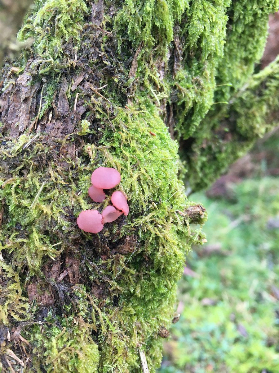 bernoid's tweet photo. hello #fungi brightening up the day near #BagTor #dartmoor https://t.co/mW0t25Z2T1