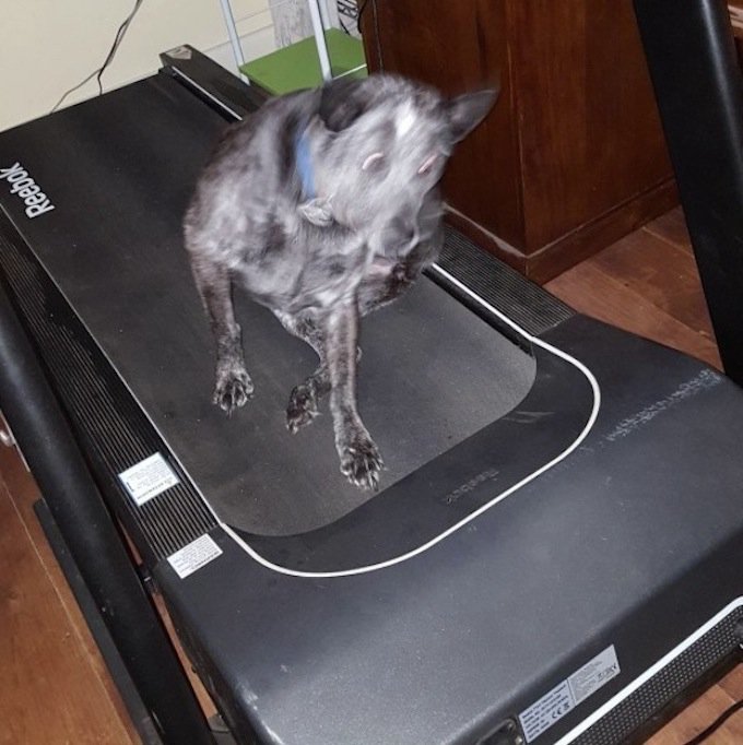supportivesols's tweet photo. Went to hop on the treadmill and found it occupied by Jasmine. 👀 😆 #dogs #dogsoftwitter #workout #fitness #workoutdog #fitnessdog 🐶 🐾 https://t.co/URlaR9OvQ7
