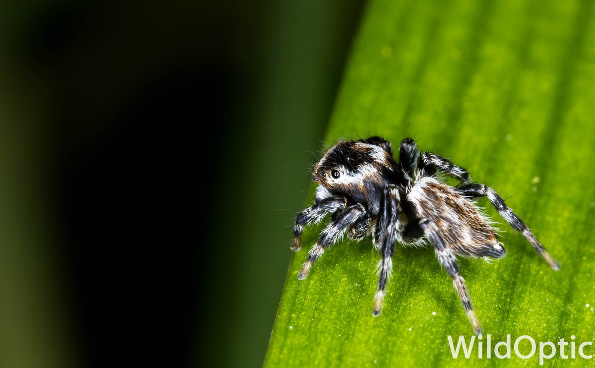 WildOptic's tweet photo. Let this apparently thoughtful Salticidae brighten up your day! https://t.co/aTAUzGPh9v