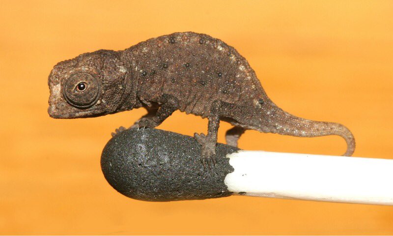 ThePascal's tweet photo. Introducing our smallest chameleon, the Brookesia micra! @TVHSscience #tecvoc #tecvocbiology https://t.co/B0GgvCOocW