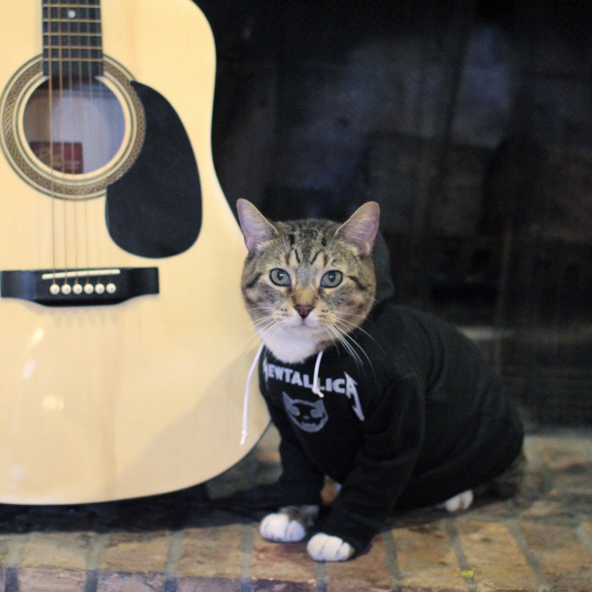 Hoodcatco's tweet photo. #mewtallica https://t.co/nNjLCeSj1X
