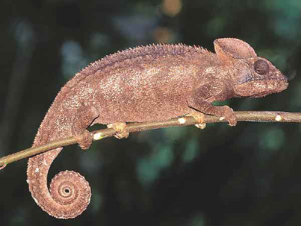 ThePascal's tweet photo. @TVHSscience also our largest chameleon, the Furcifer oustaleti #tecvoc #tecvocbiology https://t.co/JH9clGn5JN